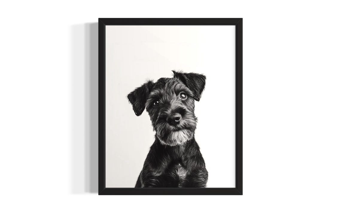 Black And White Scruffy Terrier Puppy In Studio Portrait Poster