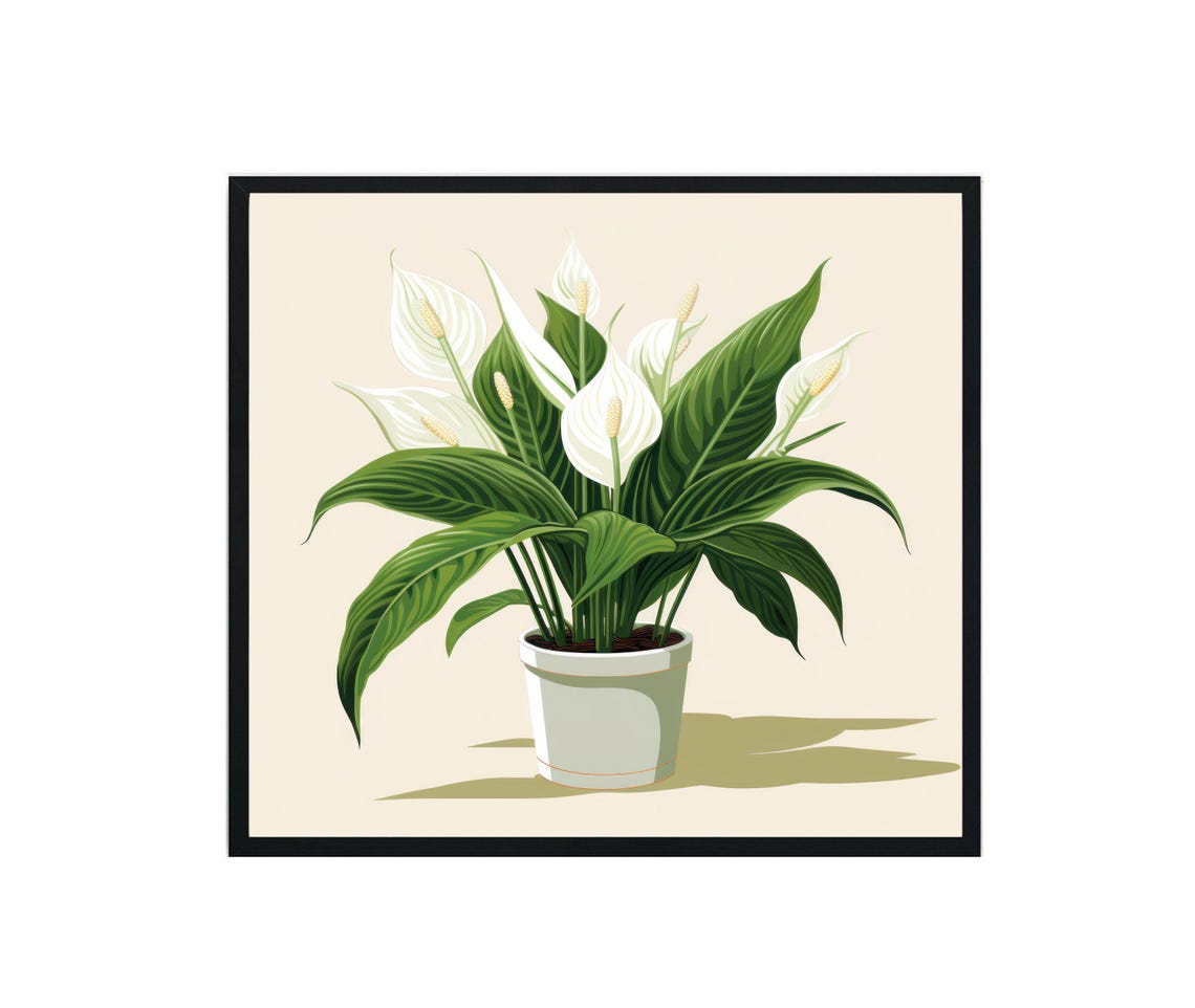 Peace Lily Plants, Botanical Artwork
