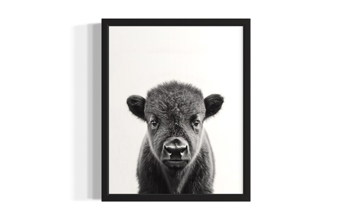 Sweet Baby Bison Calf Black and White Nursery Animal Photo Poster