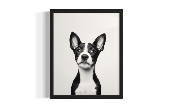 Black And White Puppy With Oversized Ears In Studio Portrait Poster