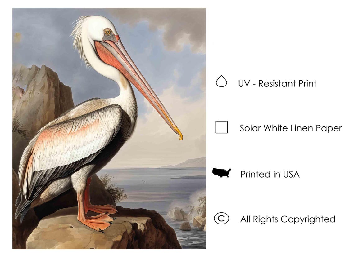 White Pelican on a Coastal Rock Vintage Bird Illustration Poster - Image 3