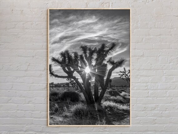 Joshua Tree Desert Sunburst Rays Black and White Nature Photo Poster