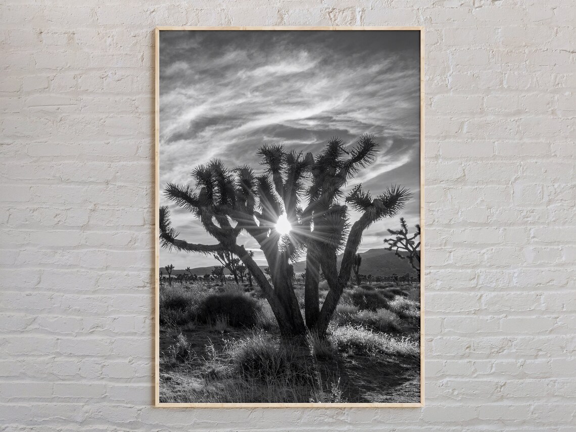 Joshua Tree Desert Sunburst Rays Black and White Nature Photo Poster