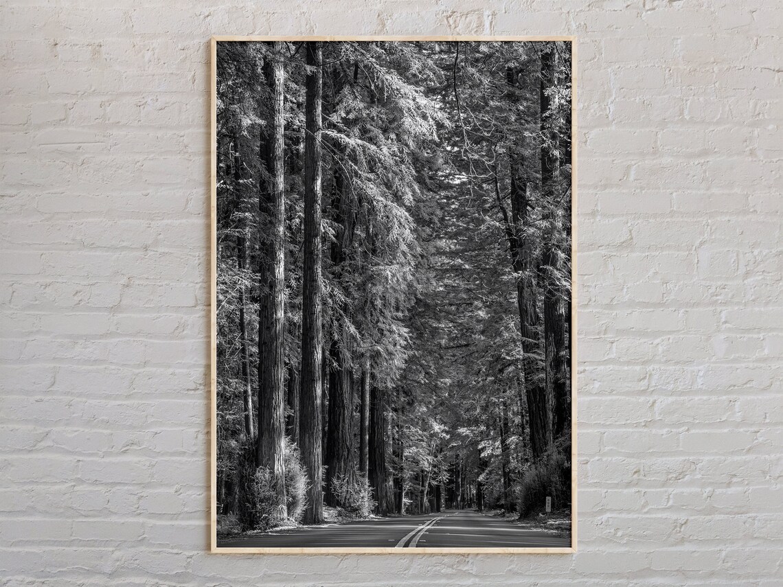 Black And White Redwoods Travel Poster, Nature Decor