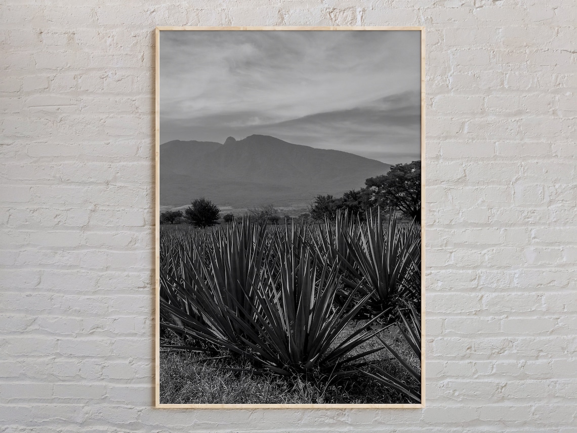 Jalisco Agave Field With Mountains Black And White Mexico Photo Poster