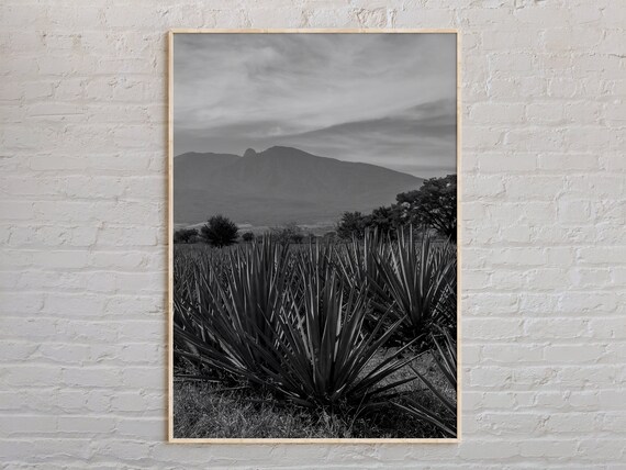 Jalisco Agave Field With Mountains Black And White Mexico Photo Poster
