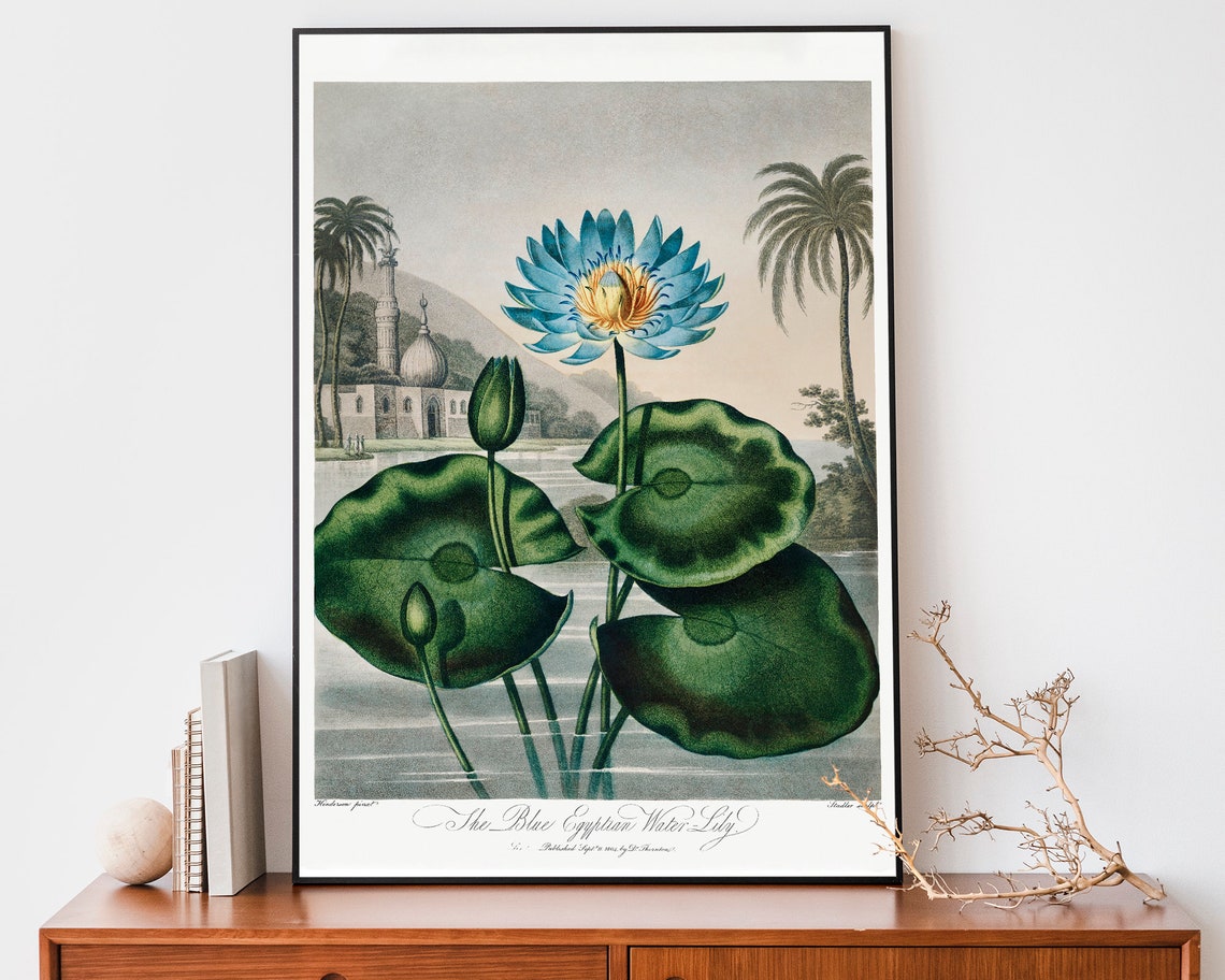 Robert John Thornton Blue Egyptian Water Lily Temple Pond Poster