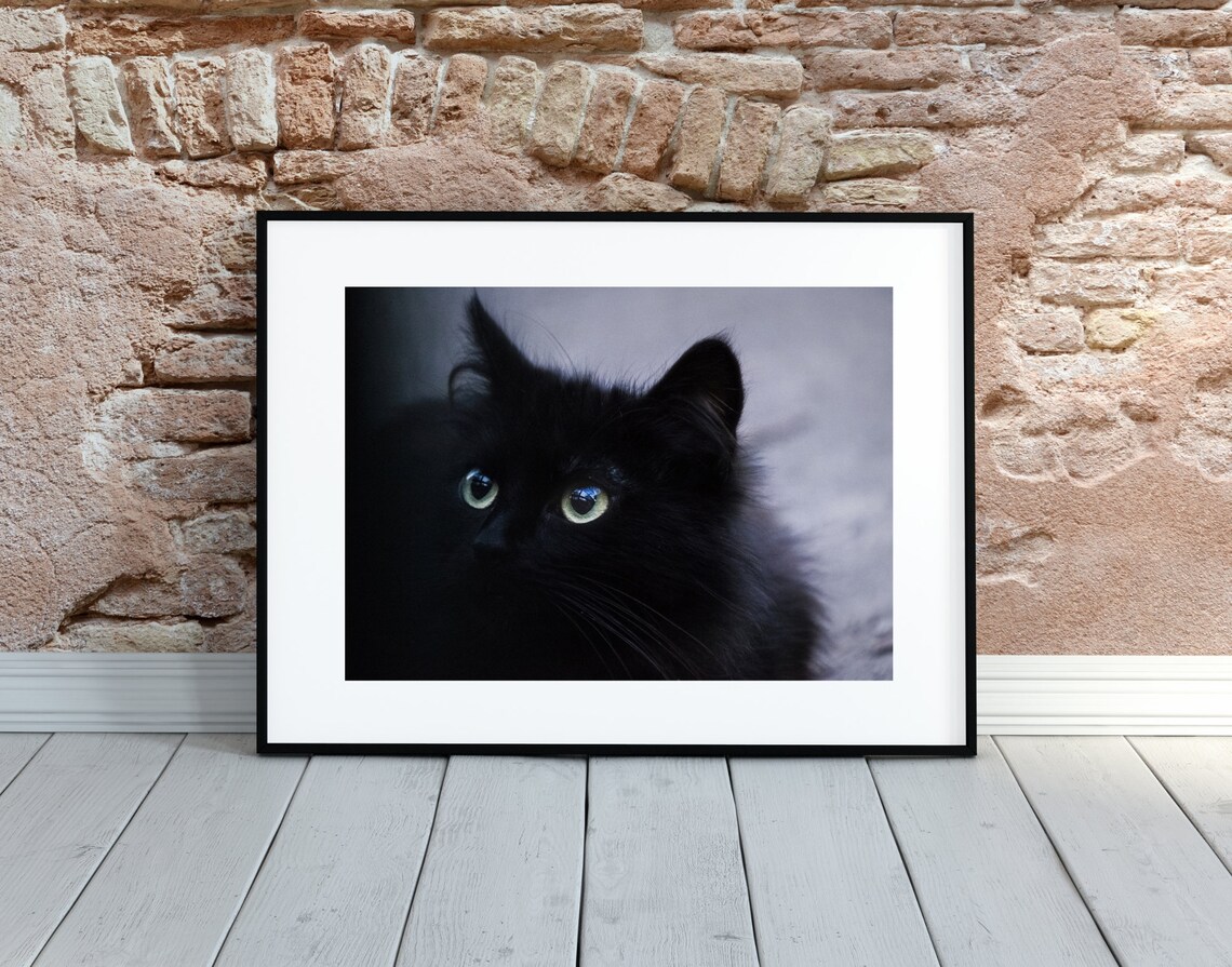 Fluffy Black Cat with Green Eyes Moody Pet Photography Wall Art - Image 4