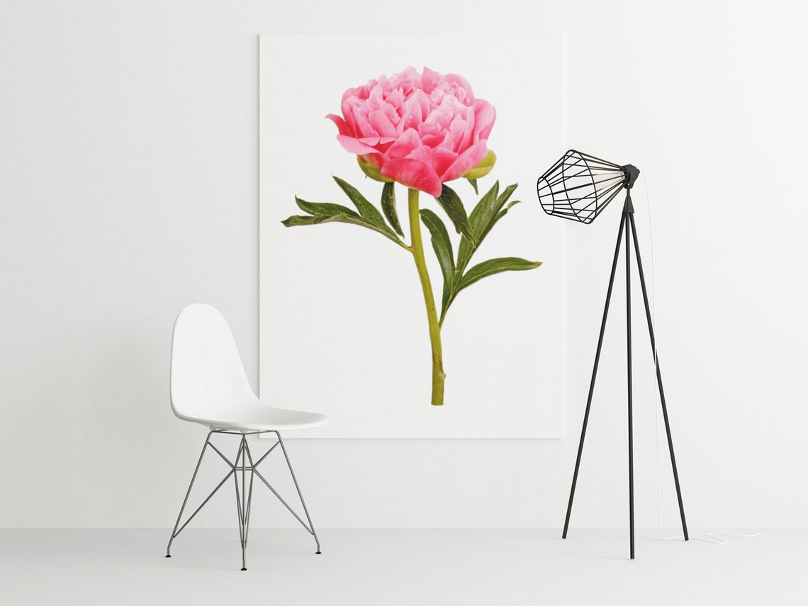 Pink Peony Blossom Botanical Photo White Background Floral Poster - Image 5