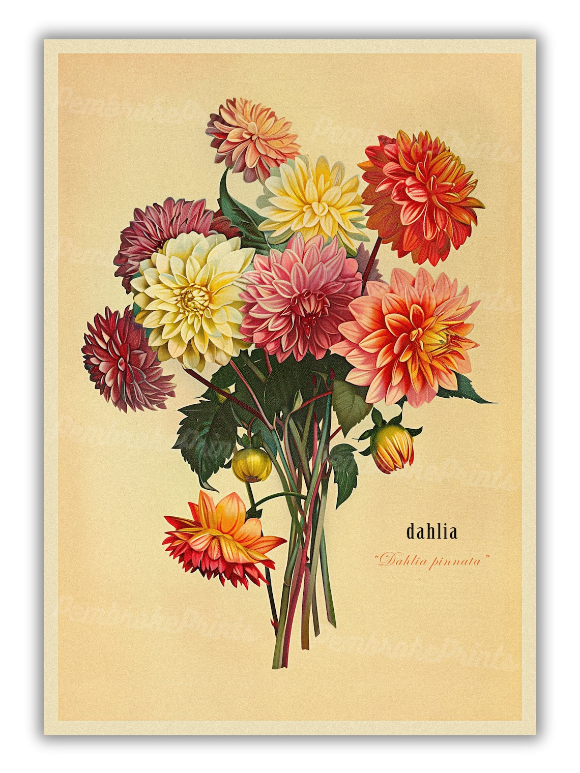 Vintage Bouquet Of Dahlias, Botanical Art Print - Image 3