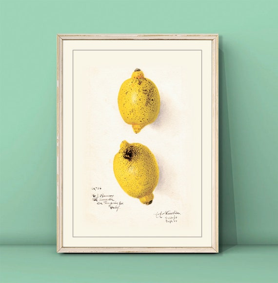 Vintage Limes Poster Watercolor Lemon Print Kitchen Wall Decor Dining Room Wall Art Vintage Fruit Poster Lemon Painting