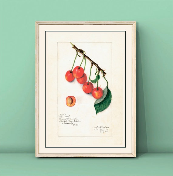 Vintage Cherry Poster Watercolor Cherry Print Kitchen Wall Art Dining Room Wall Art Vintage Fruit Poster Cherries Painting