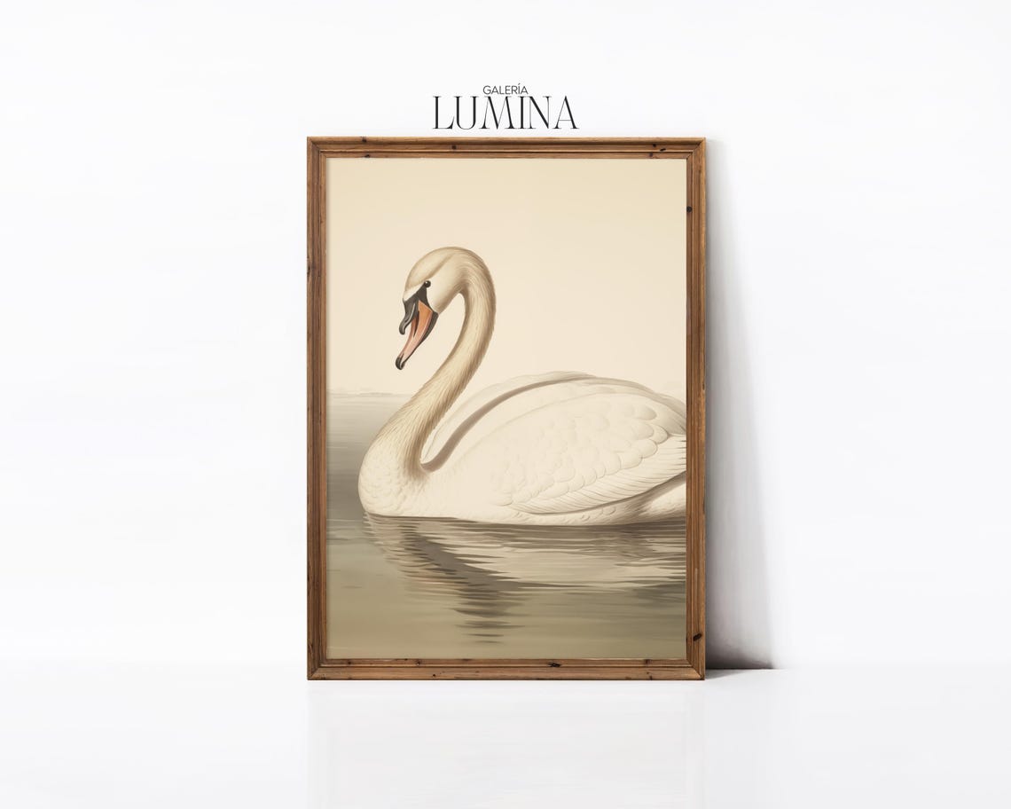 White Mute Swan On Calm Water Antique Naturalist Drawing Poster - Image 3