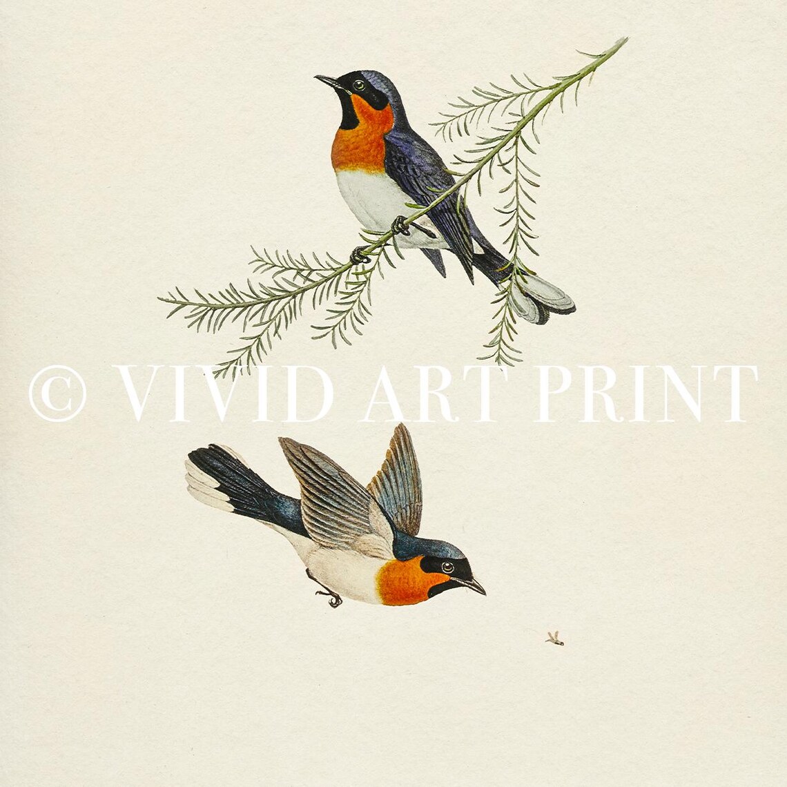 Songbird Vintage Bird Illustration, Botanical Farmhouse - Image 4