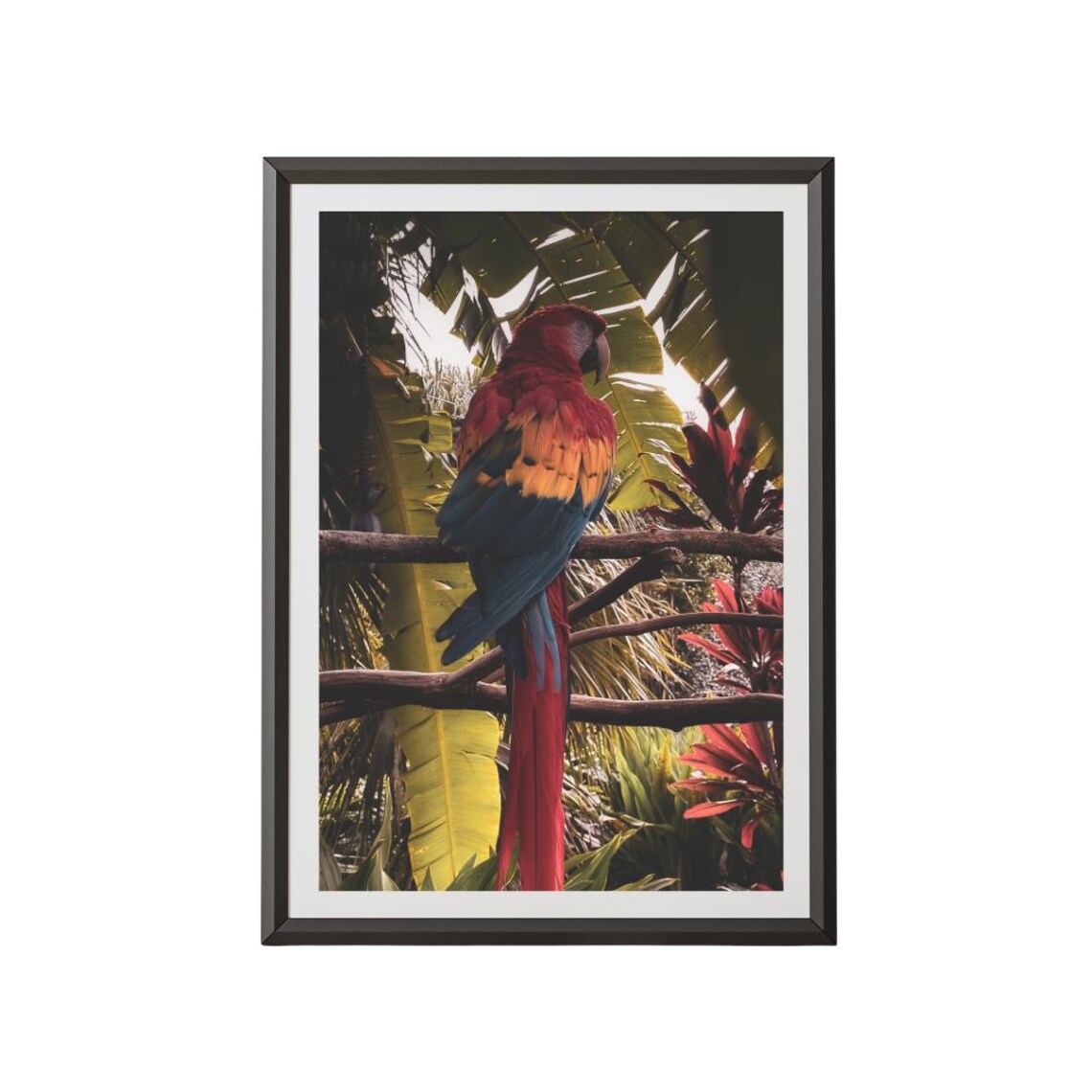 Scarlet Macaw Tropical Jungle Art Print
