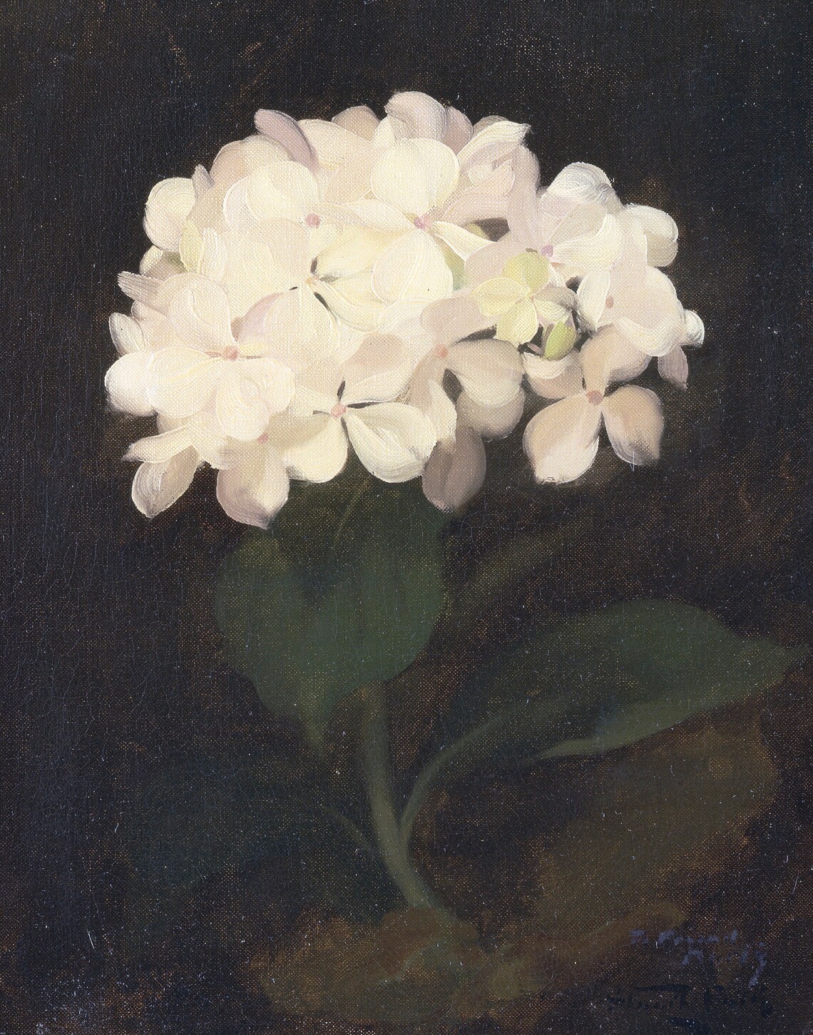Vintage Hydrangea Botanical Flower Art Print - Image 3