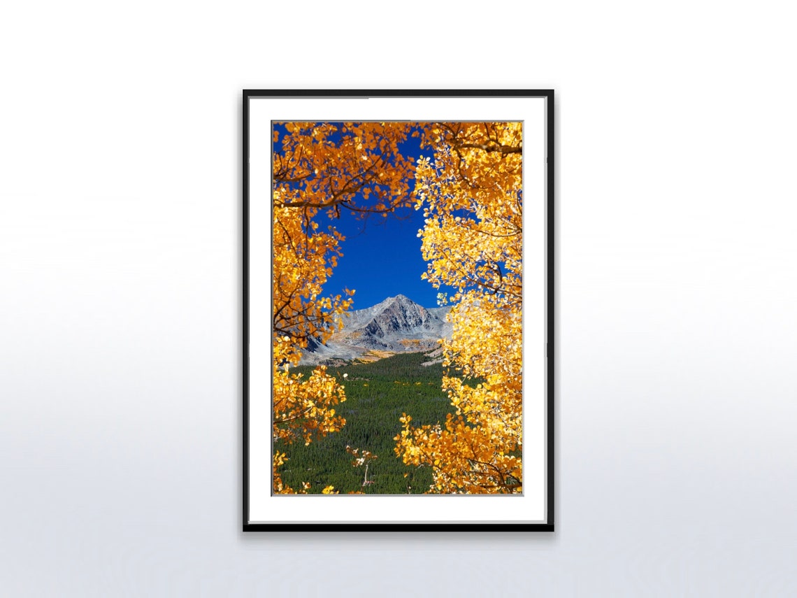 Golden Aspen Trees Framing a Mountain Peak Autumn Landscape Poster