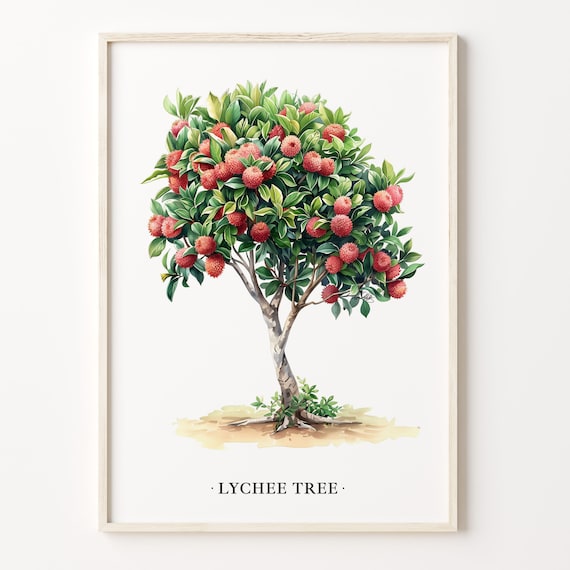 Lychee Tree Art Print Lychee Tree Wall Art Poster Botanical Fruit Decor Tropical Home Decor Kitchen Wall Art C31 492