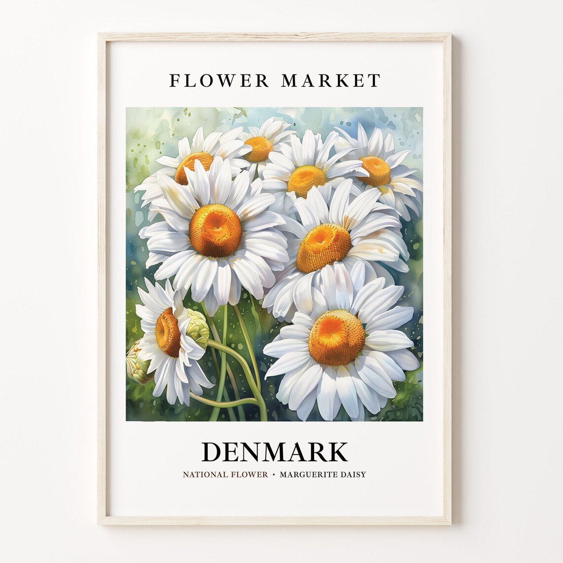 Denmark Marguerite Daisy Art Print, 1960s Botanical