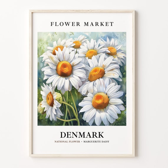 Denmark Marguerite Daisy Art Print, 1960s Botanical