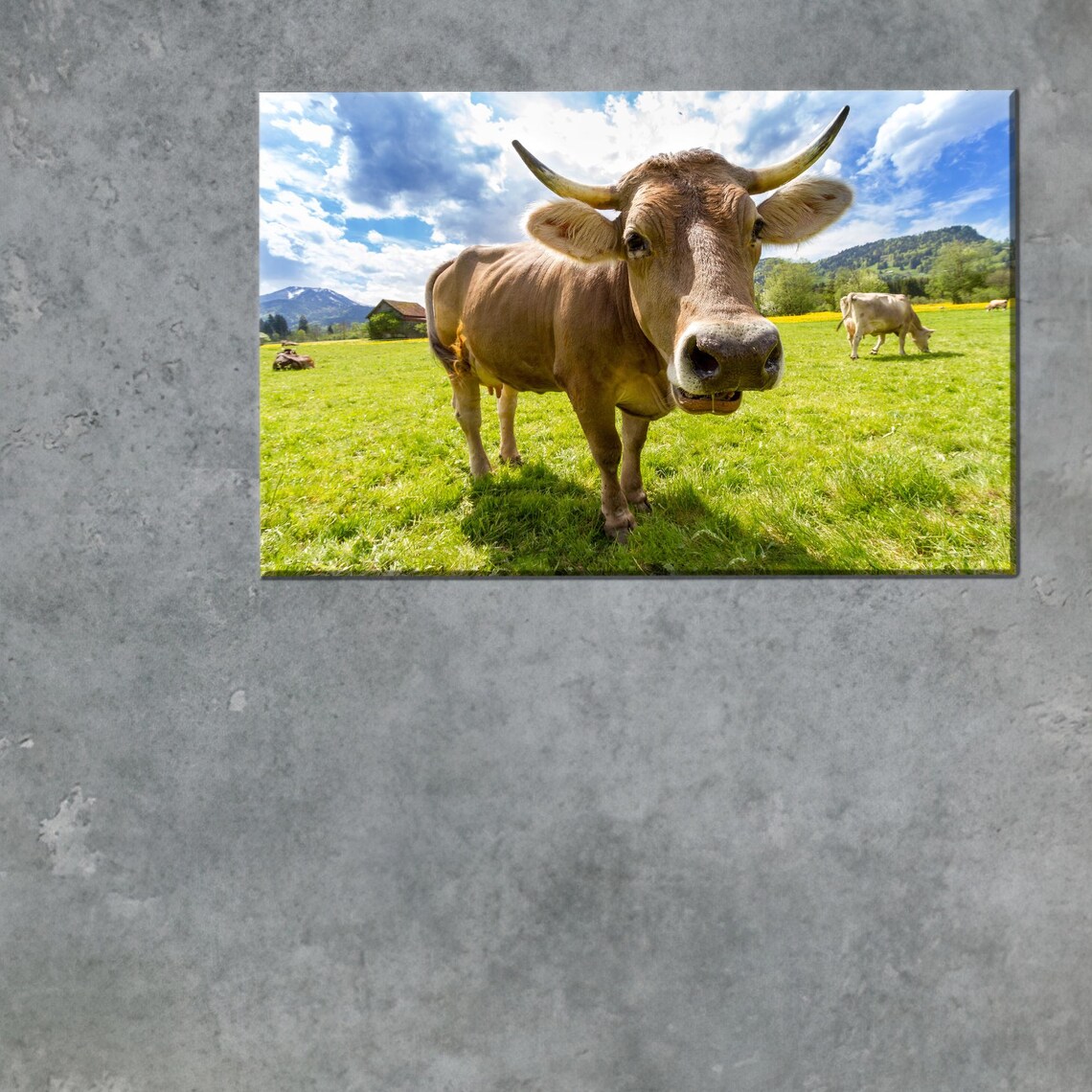 Friendly Brown Cow Close-Up Green Pasture Farm Animal Photo Poster