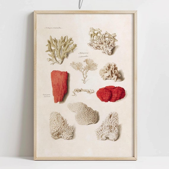Vintage Coastal Coral Poster Antique Naturalist Sketch Drawing Boho Beach Shells Art Beachy Home Decor Coastal Nursery Print