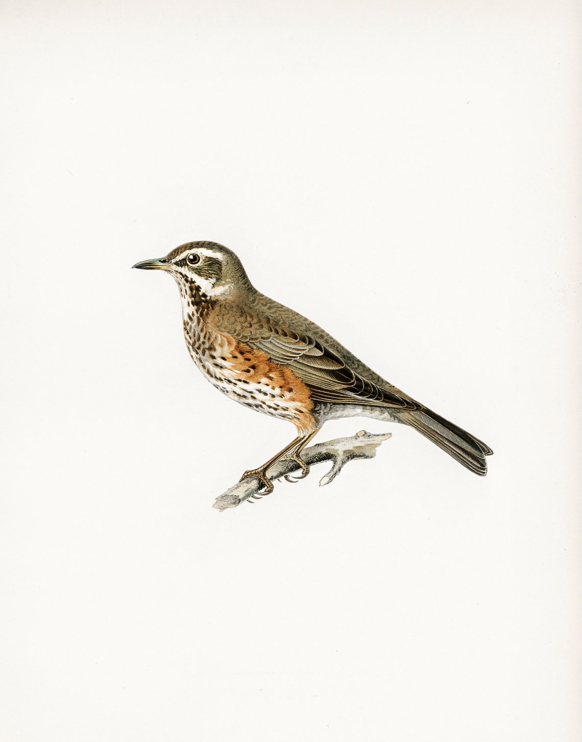 Vintage Bird Botanical Drawing, Farmhouse Art Print - Image 3