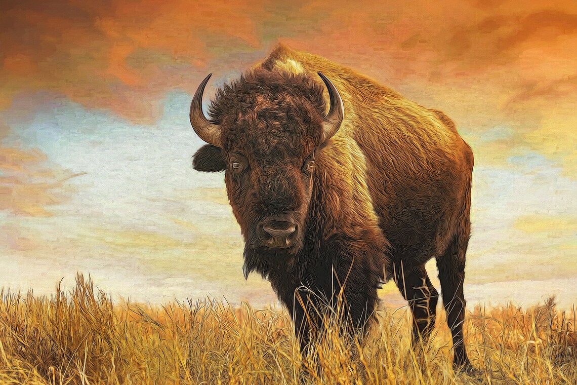 Bison Photography Print, Buffalo Wildlife Art