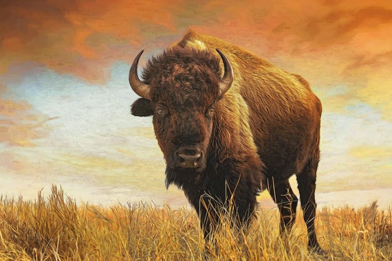 Bison Photography Print, Buffalo Wildlife Art