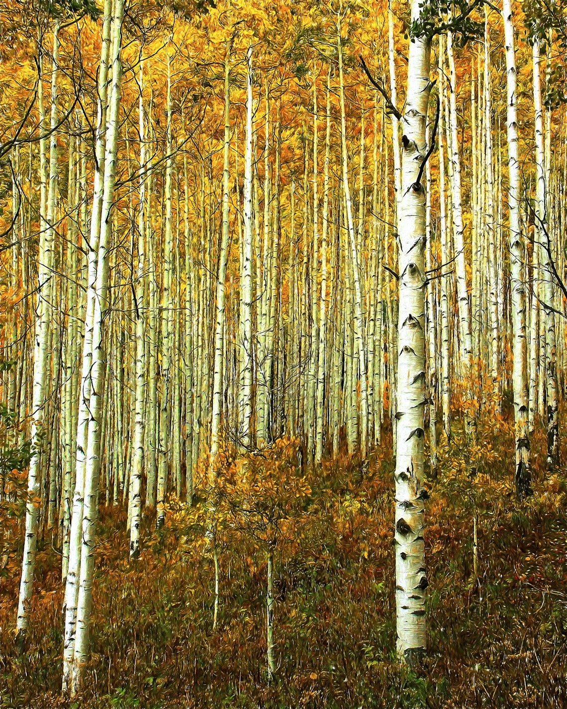 Towering Aspen Trunks Under Golden Canopy Close Up Fall Poster