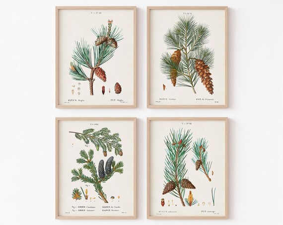Set of 4 Vintage Pine and Fir Botanical Conifer Illustration Poster