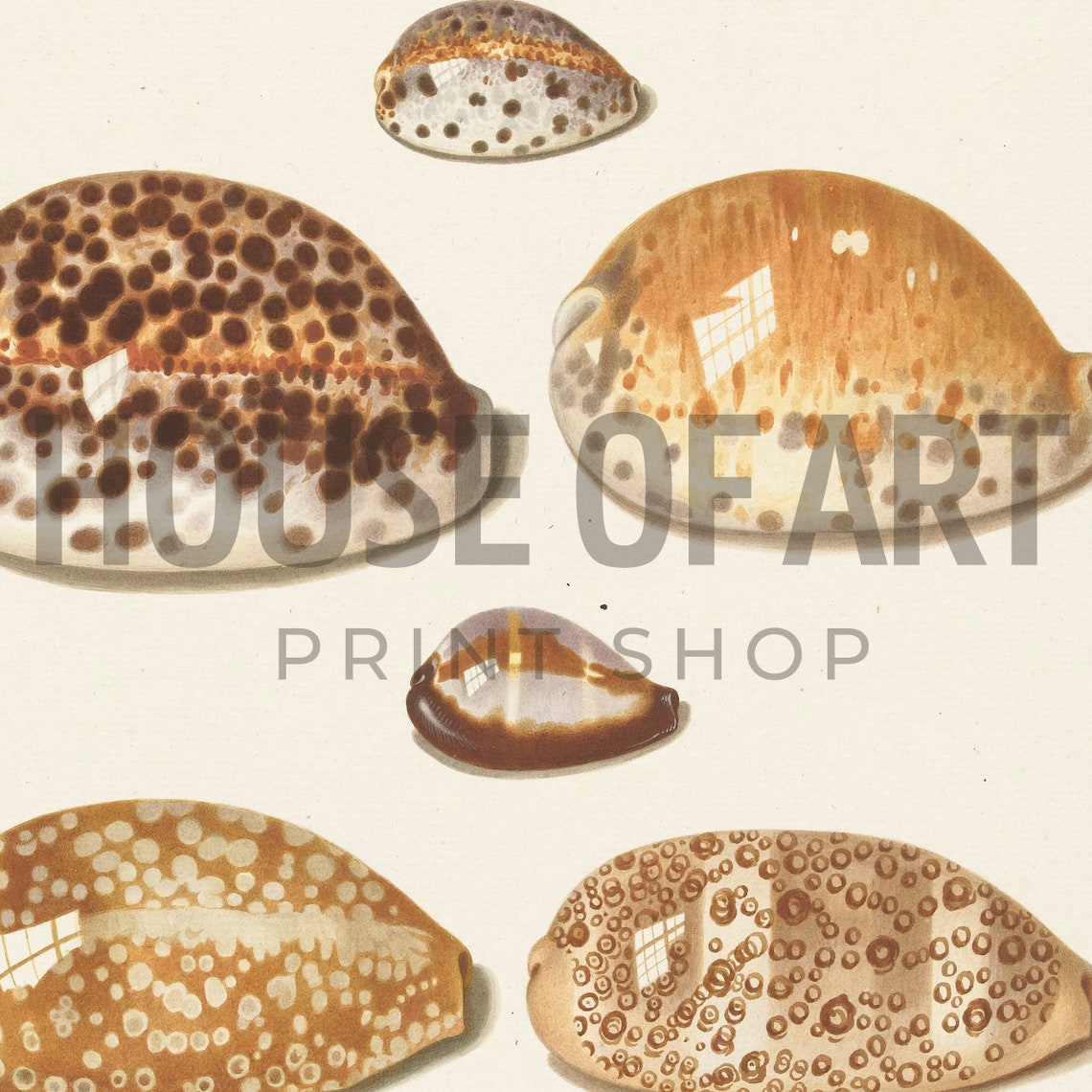 Sea Shells Watercolor Painting 11 Tropical Cowry Shells Artwork Coastal Drawing Gallery Wall Print Wall Art - Image 2