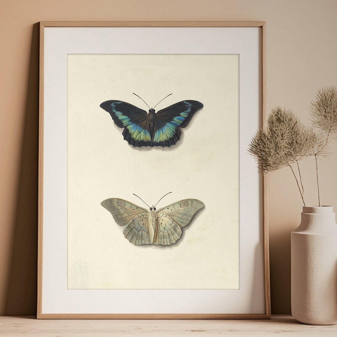 Vintage Butterfly Drawing, Antique Insect Study Art Print - Image 3