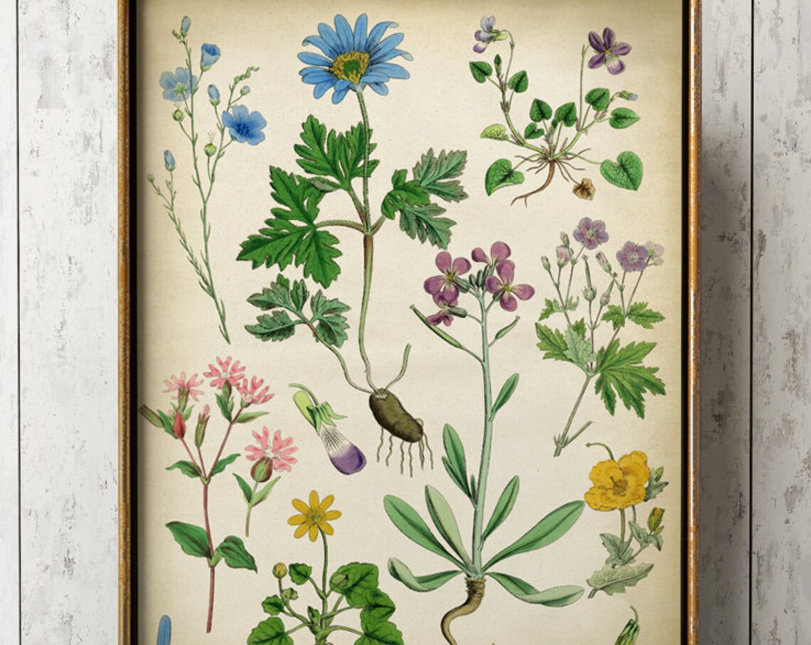 Botanical Wild Flowers Art Print, Delicate Floral Chart