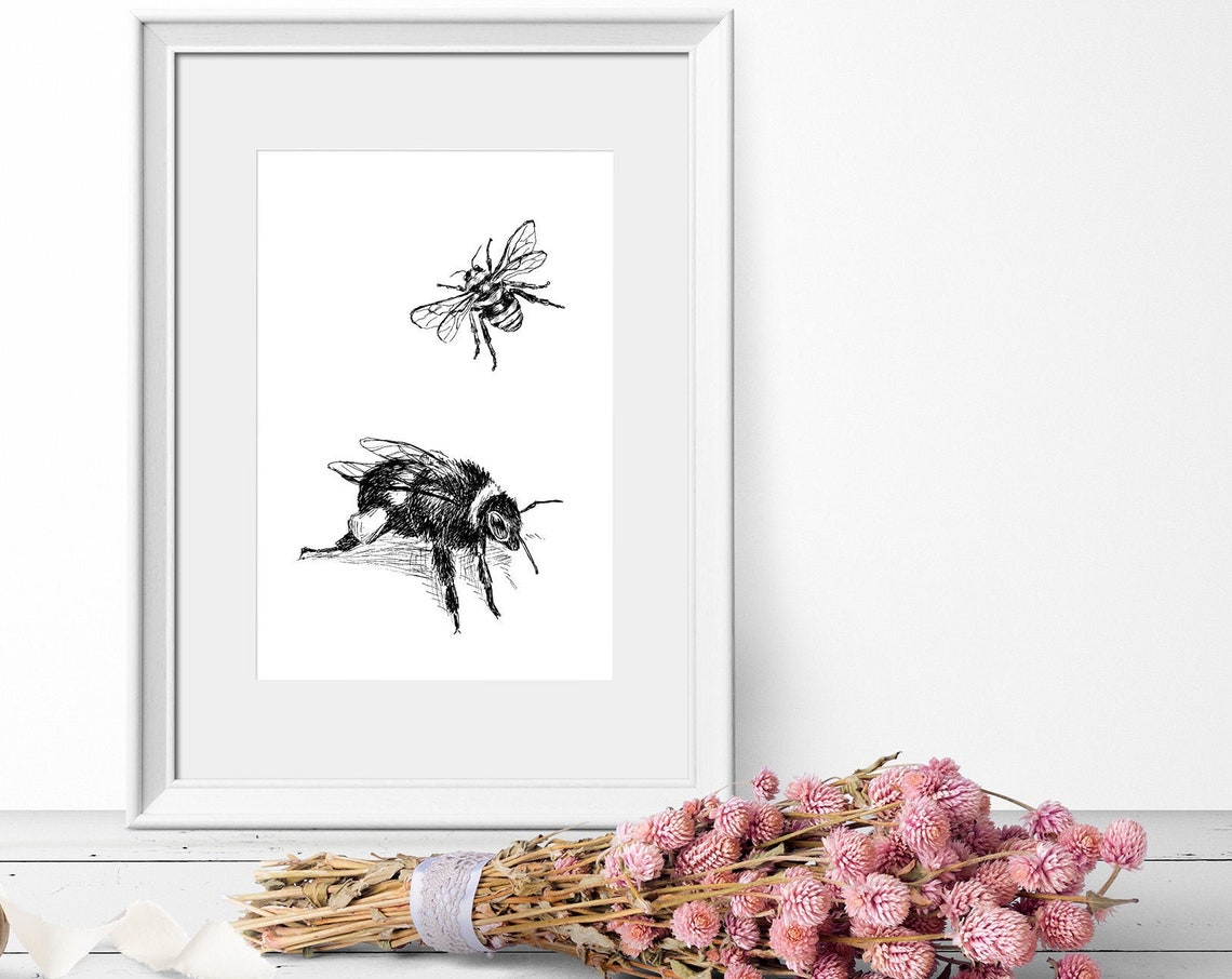 Bumblebee Ink Line Art Two Bees Botanical Insect Drawing Poster