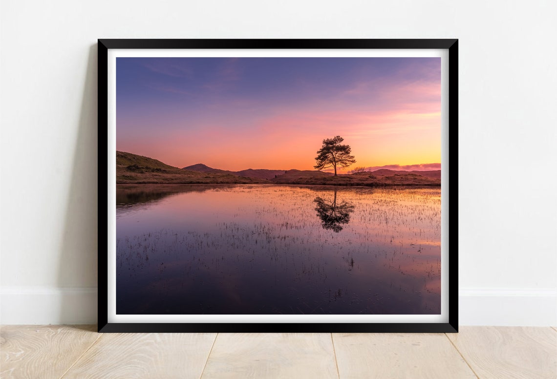 Kelly Hall Tarn Coniston Water Lone Tree Sunset Reflection Poster