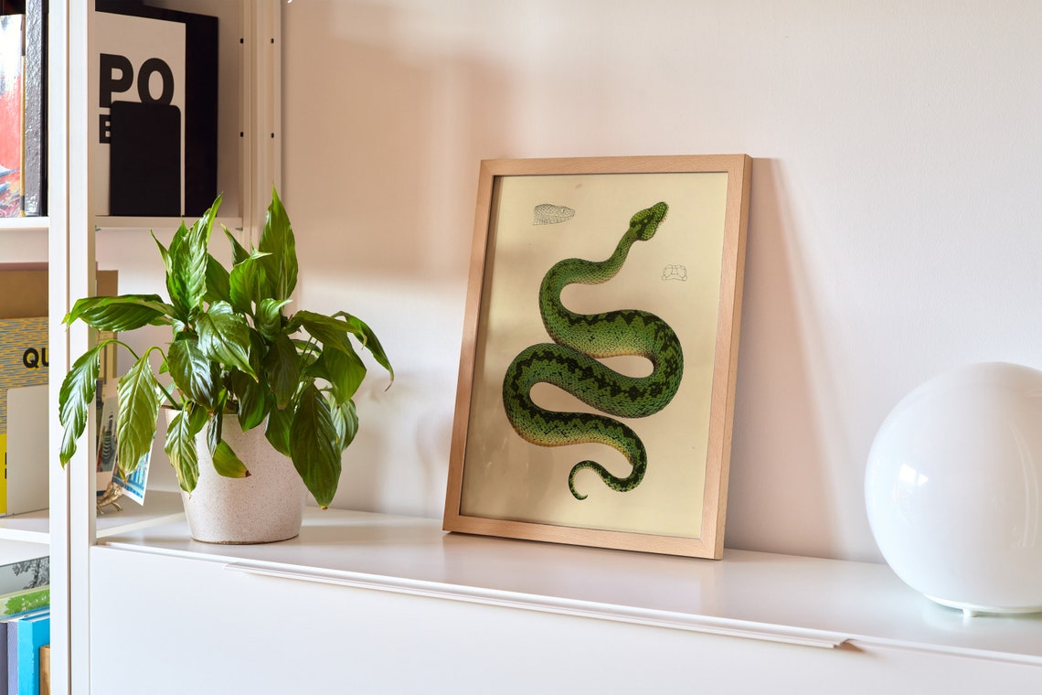 Green Viper Scientific Illustration 1900s Wildlife Cottagecore Wall Art Print - Image 2