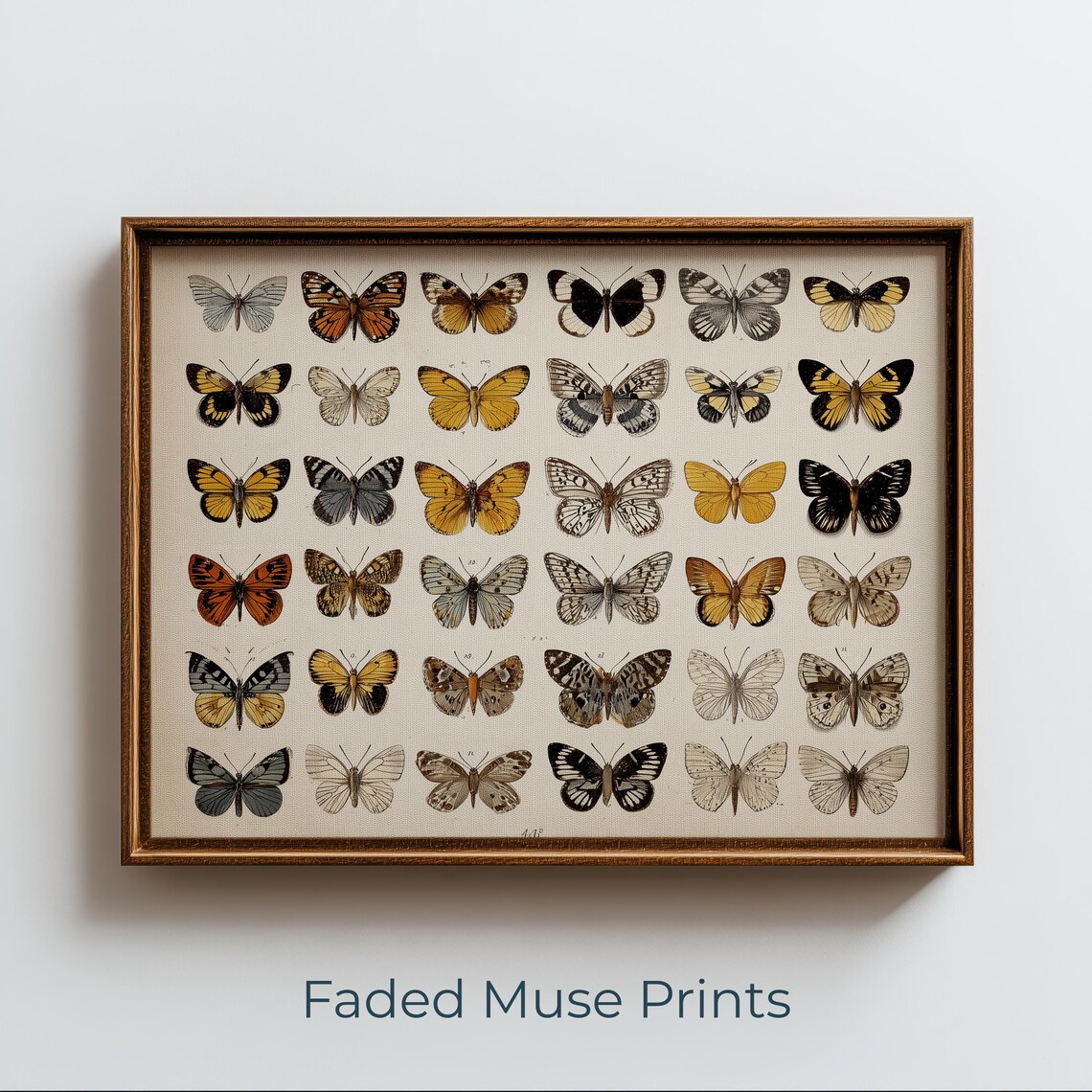Vintage Butterfly Specimen Collection, Natural History
