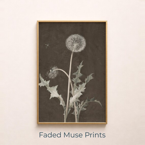 Vintage Dandelion Botanical Illustration Monochrome Dark Floral Art Poster