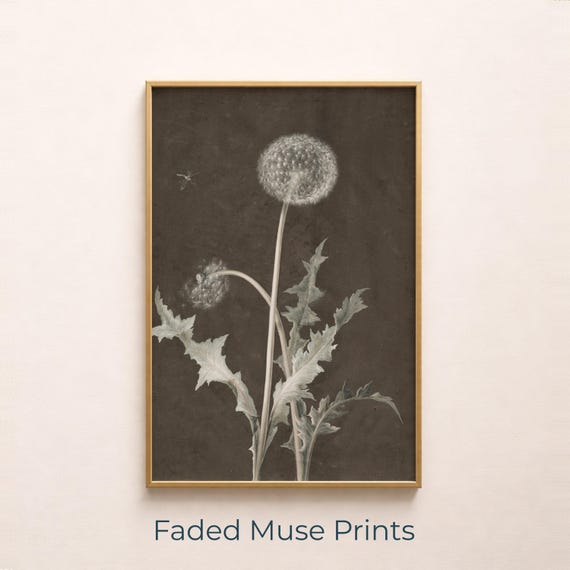 Vintage Dandelion Botanical Illustration Rustic Monochrome Art Print Digital Download 536