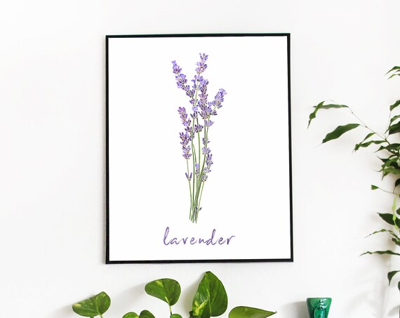 Lavender Botanical Watercolor Herb Stem Minimalist Style Wall Poster