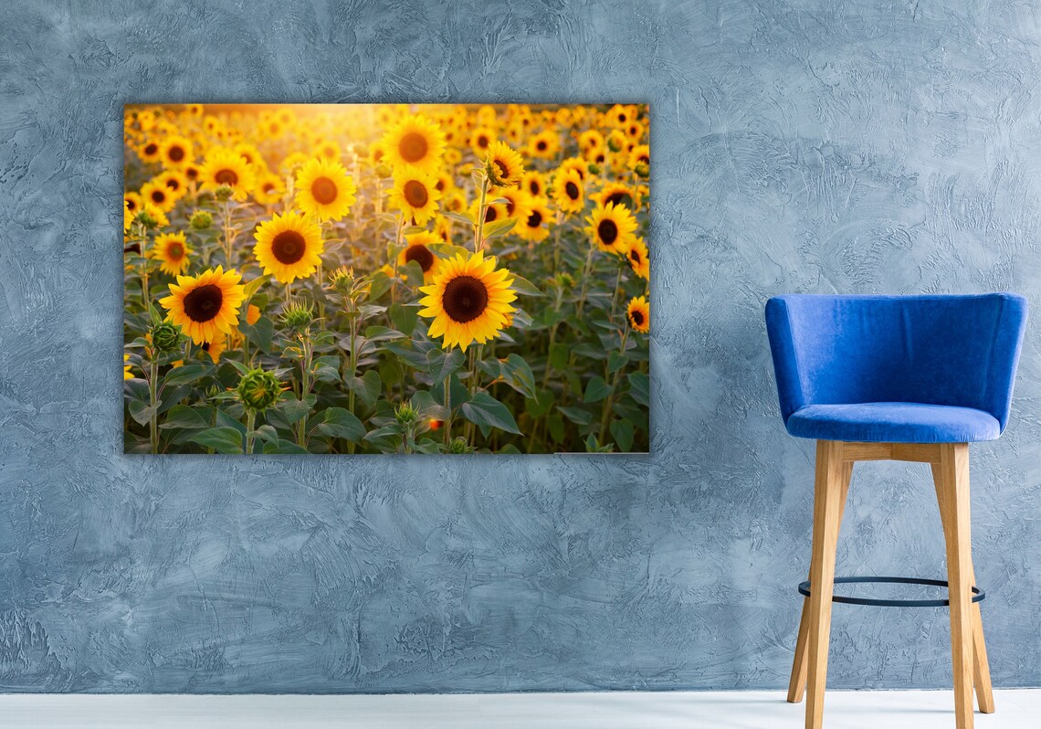 Sunflower Field at Golden Sunset Summer Bloom Photography Poster - Image 3