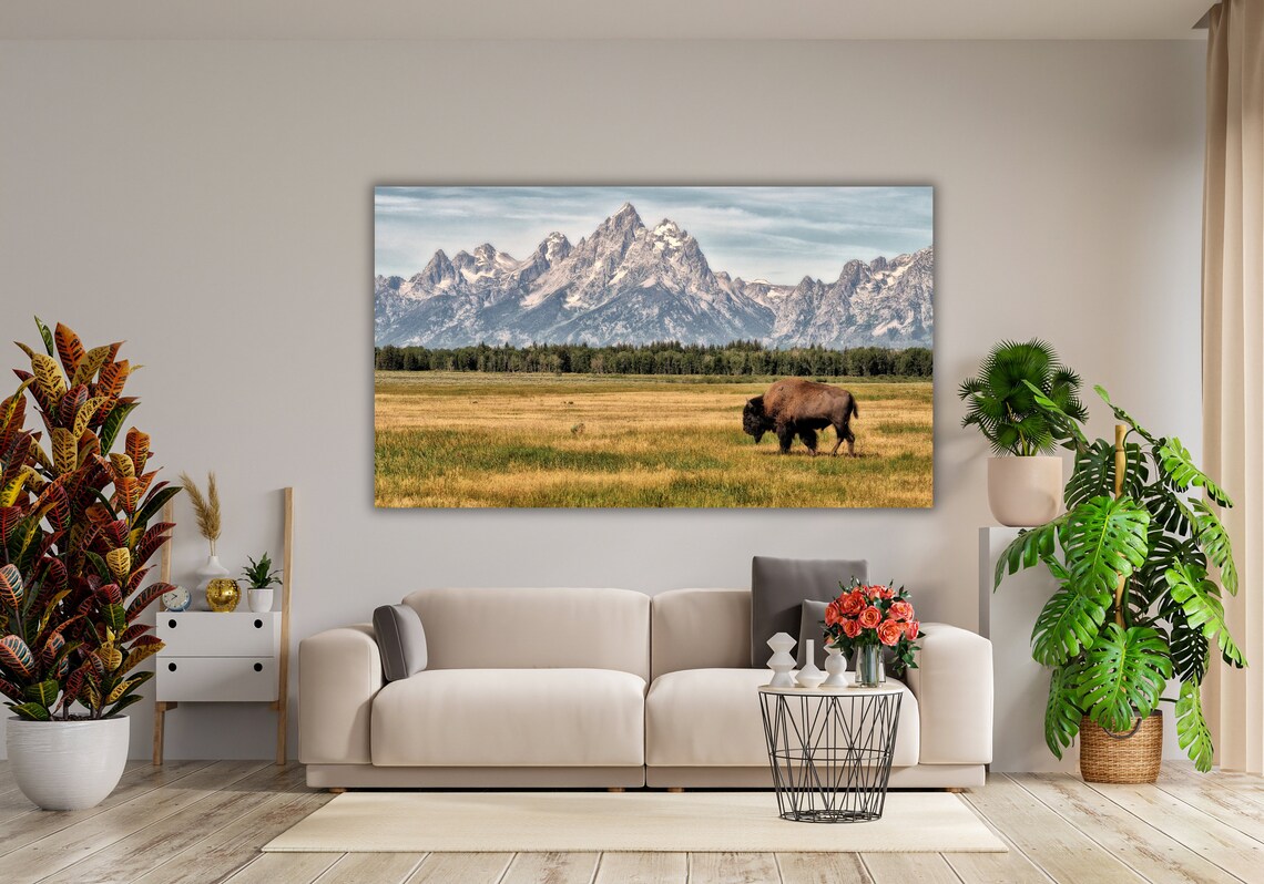 American Bison Grazing Beneath The Grand Teton Mountain Peaks Poster - Image 3