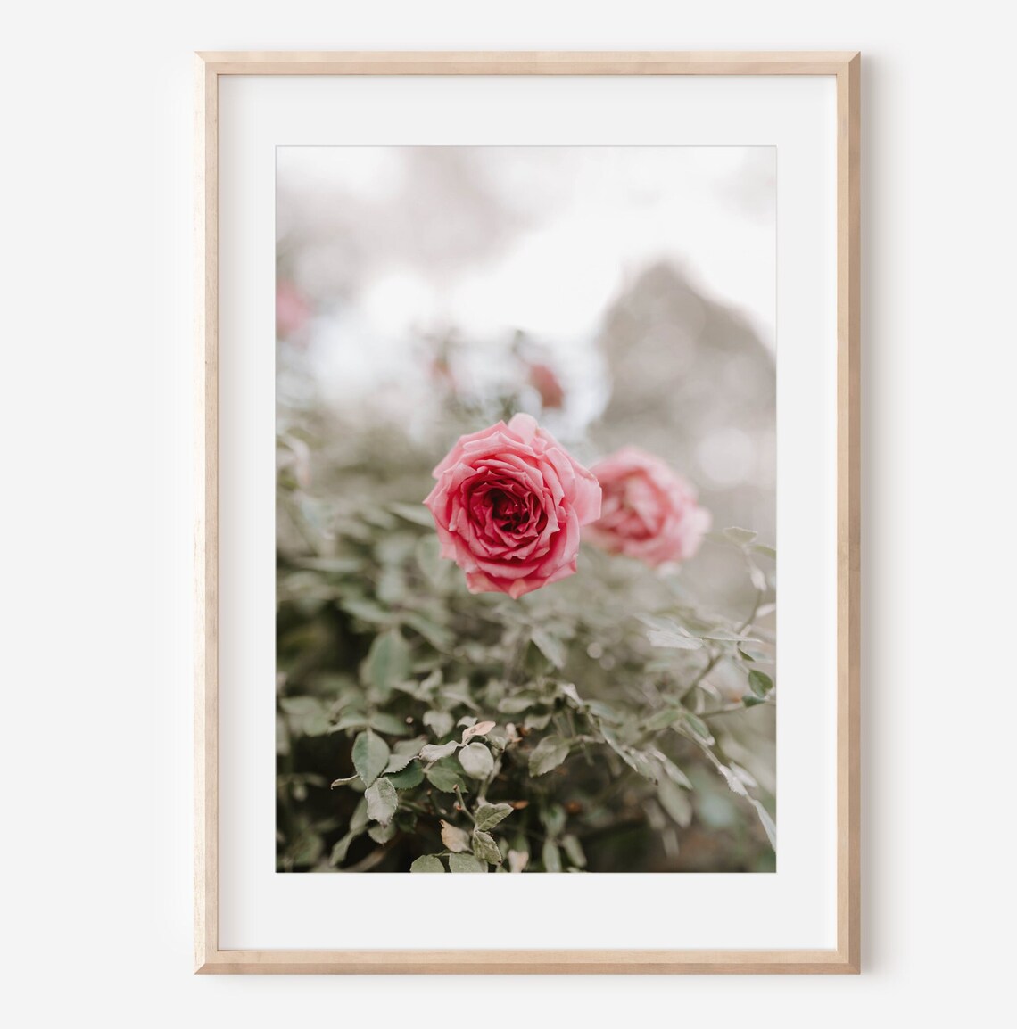 Pink Rose Close Up Soft Botanical Floral Photography Art Poster