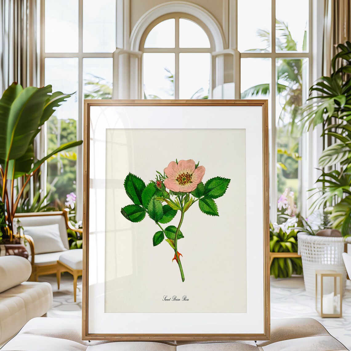 Sweet Briar Rose Botanical Art Print, Floral Print - Image 3
