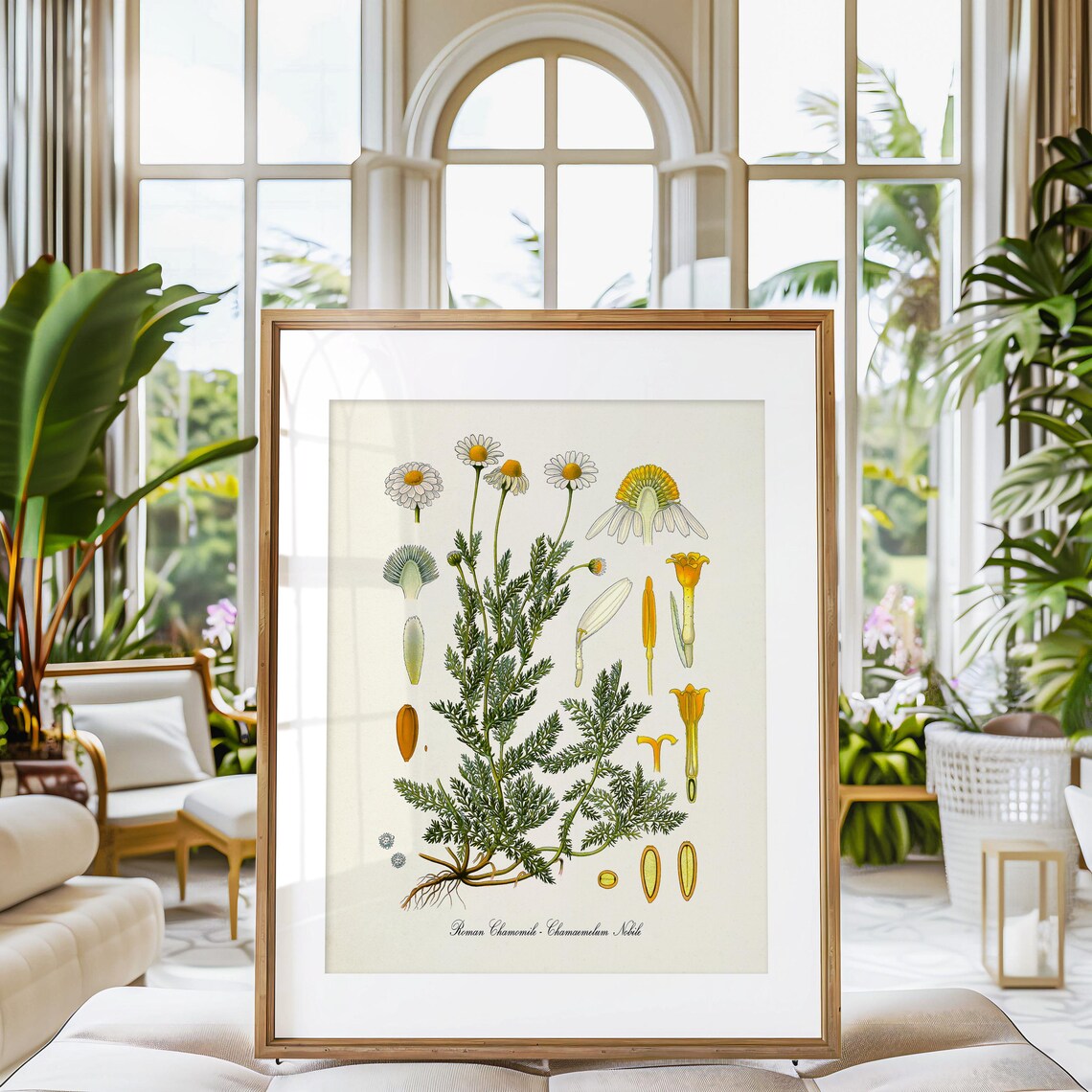 Roman Chamomile Botanical Art Print, Aromatherapy - Image 3