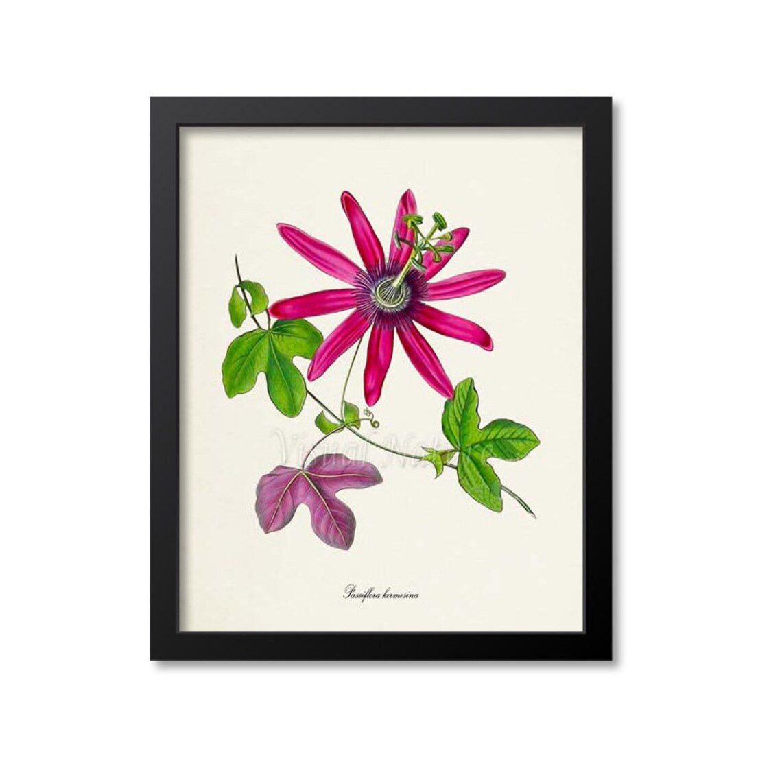 Passiflora Kermesina Botanical Flower Art Print