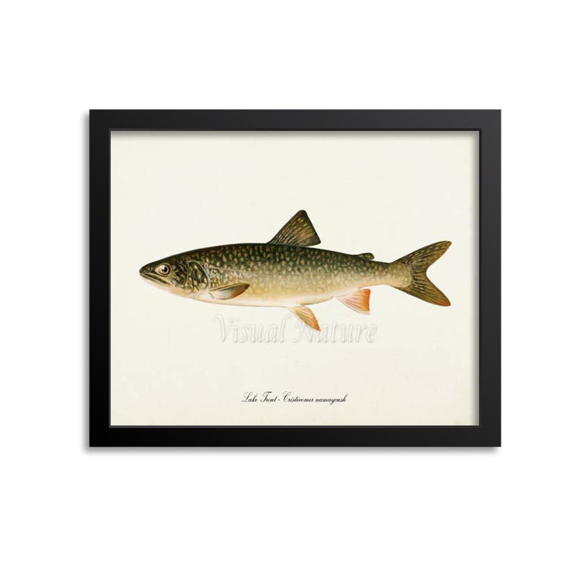 Lake Trout Art Print Fishing Art Print Fishing Wall Art Decor