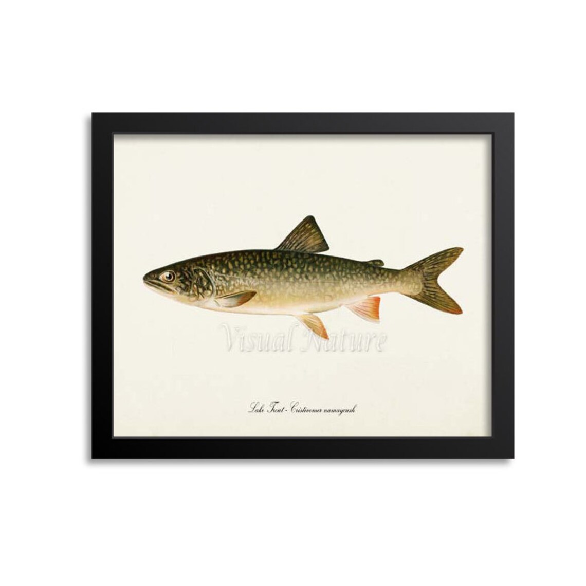 Lake Trout Cristivomer Namaycush Vintage Fish Illustration Poster