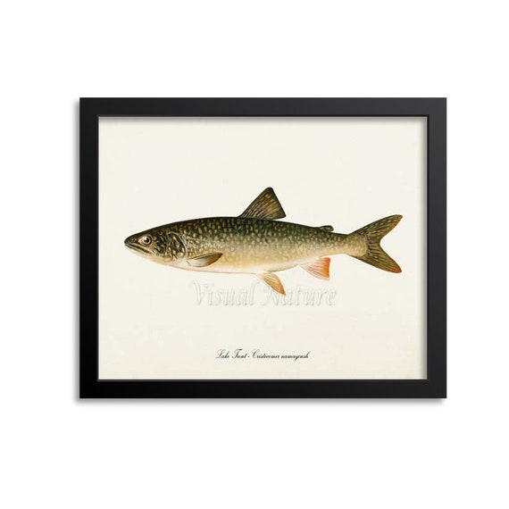 Lake Trout Art Print Fishing Art Print Fishing Wall Art Decor